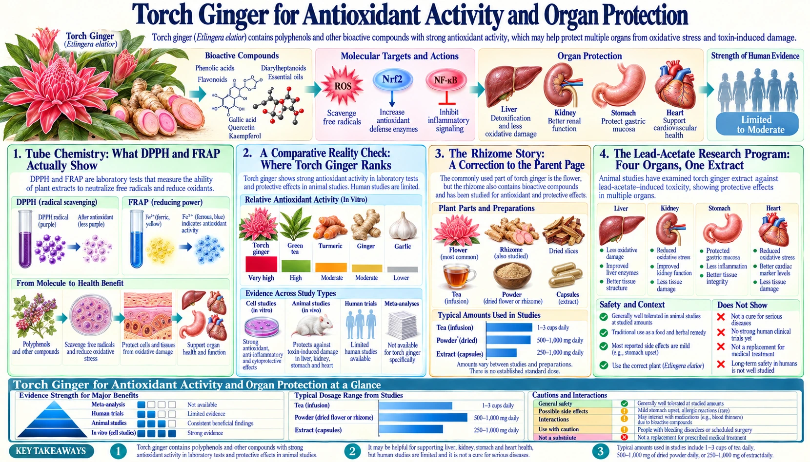 Torch Ginger for Antioxidant Activity and Organ Protection — scientific infographic poster