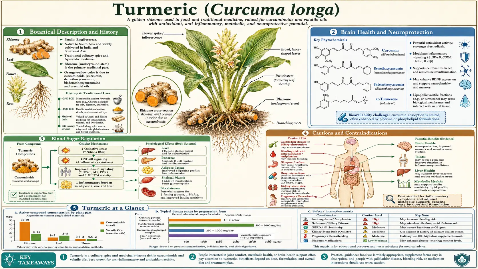 Turmeric — scientific infographic poster
