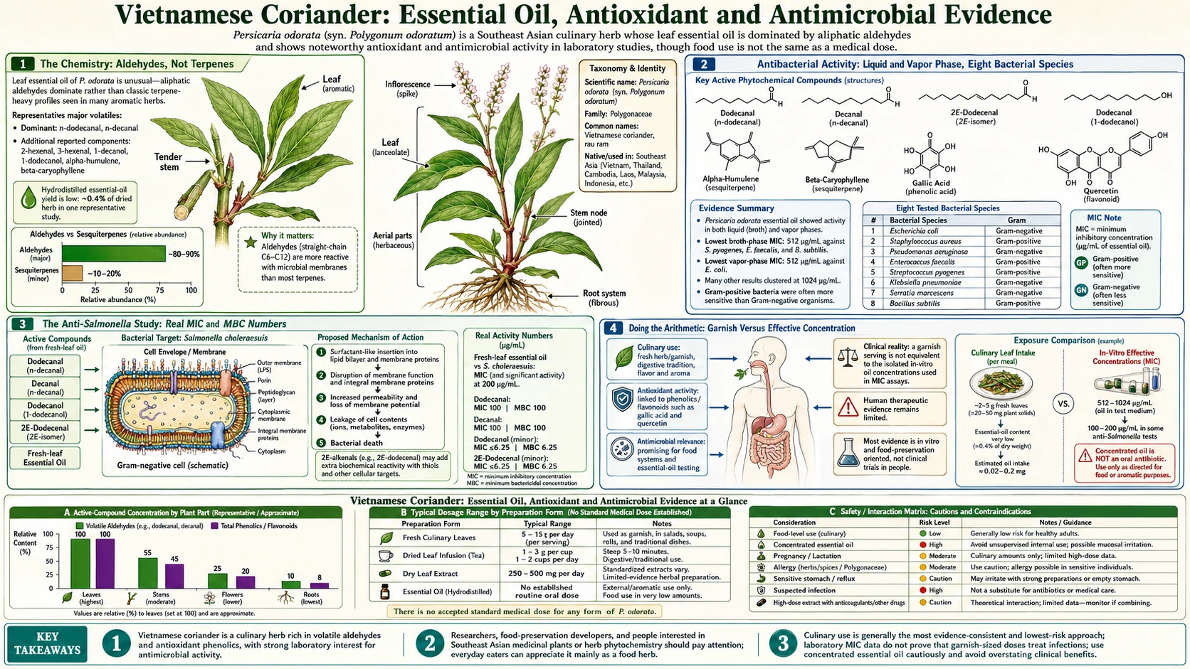 Essential Oil Antioxidant and Antimicrobial Evidence — scientific infographic poster