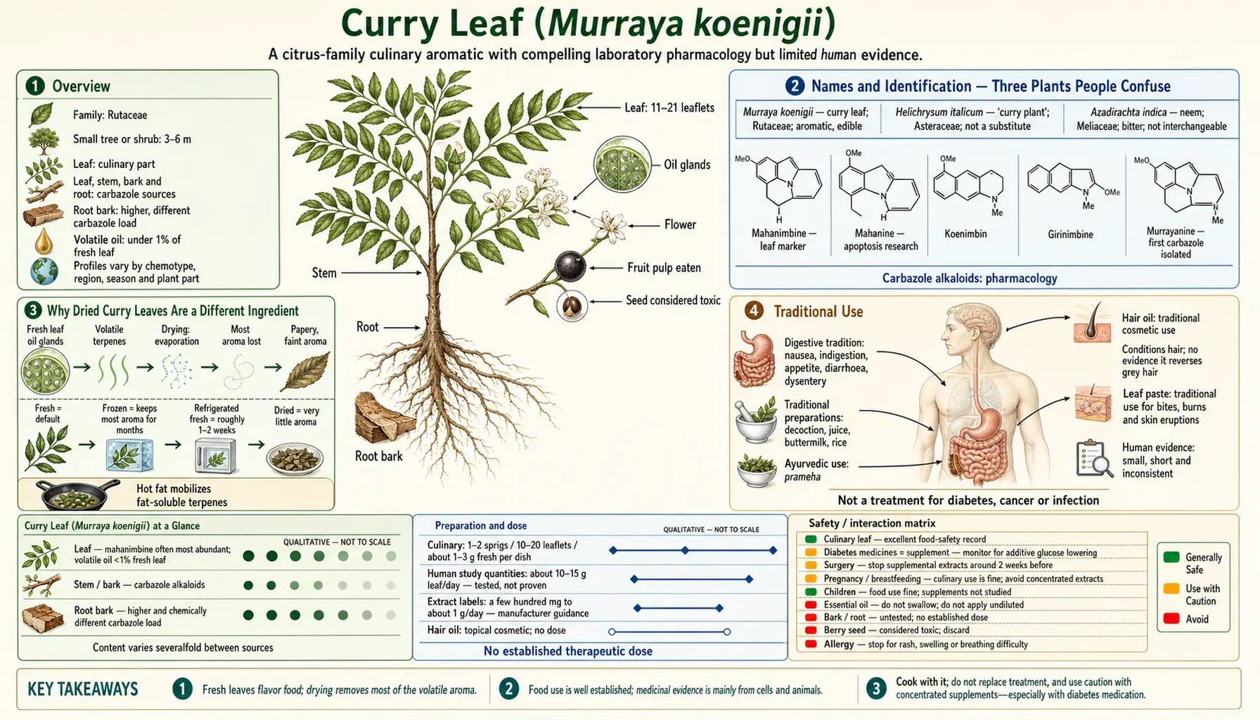 Curry Leaf — scientific infographic poster