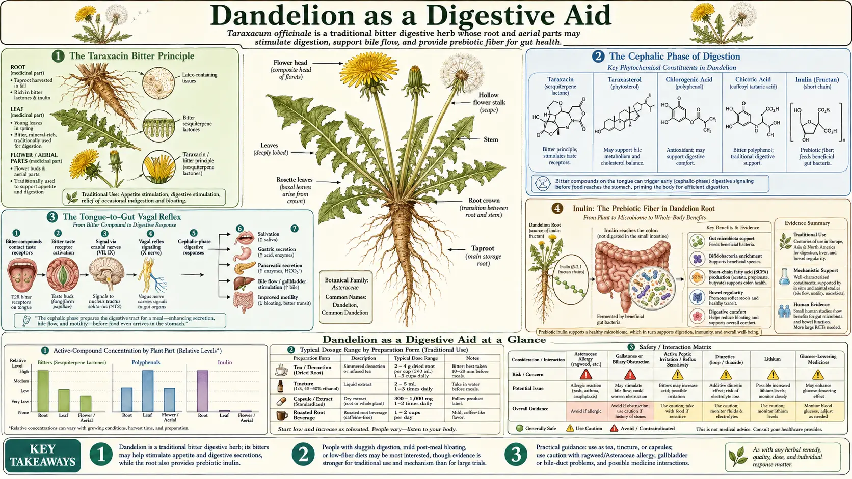 Digestive Aid — scientific infographic poster
