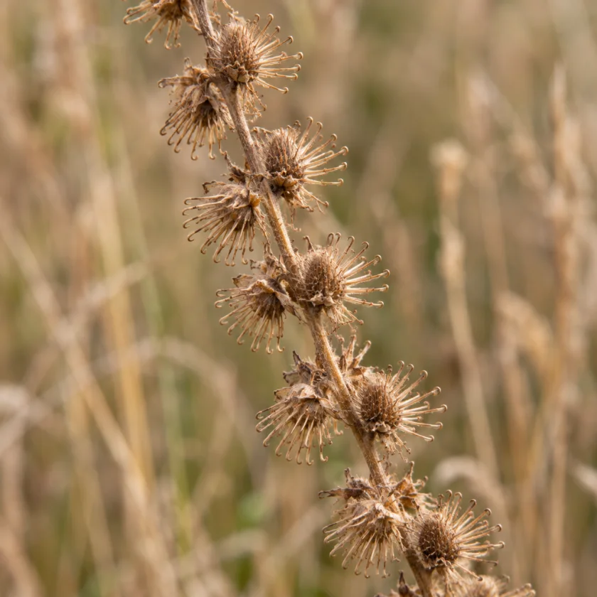 Agrimony seed burrs, a key identifying feature