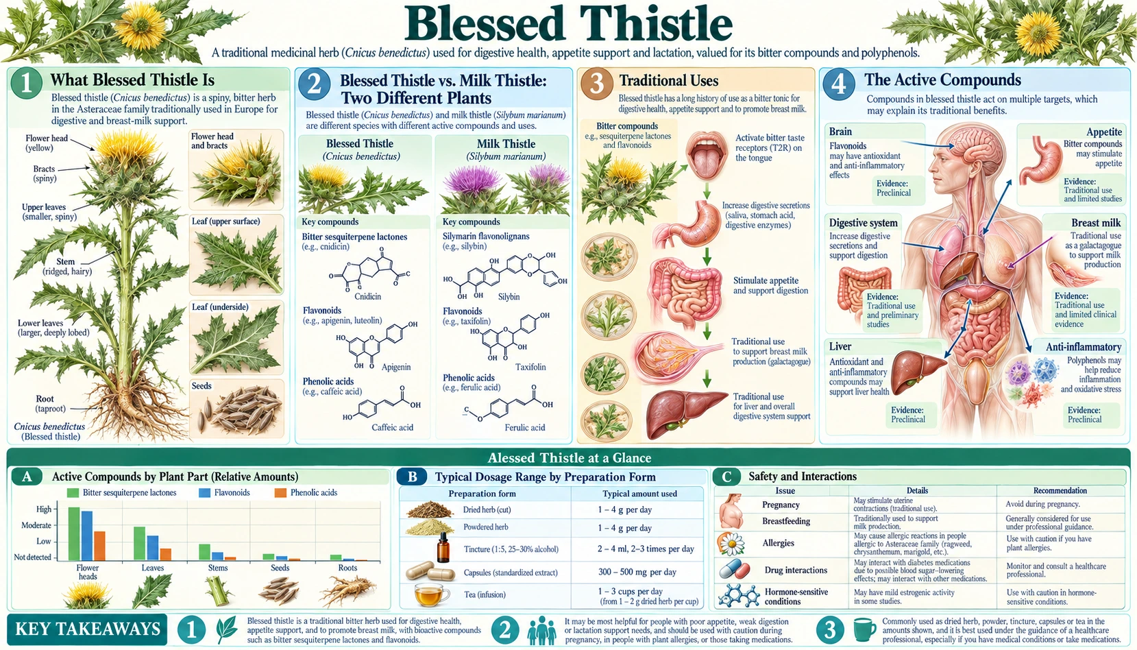Blessed Thistle — scientific infographic poster