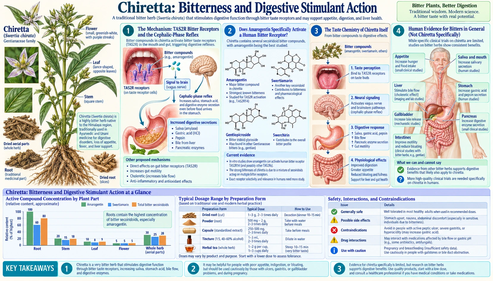 Bitterness and Digestive Stimulant Action — scientific infographic poster