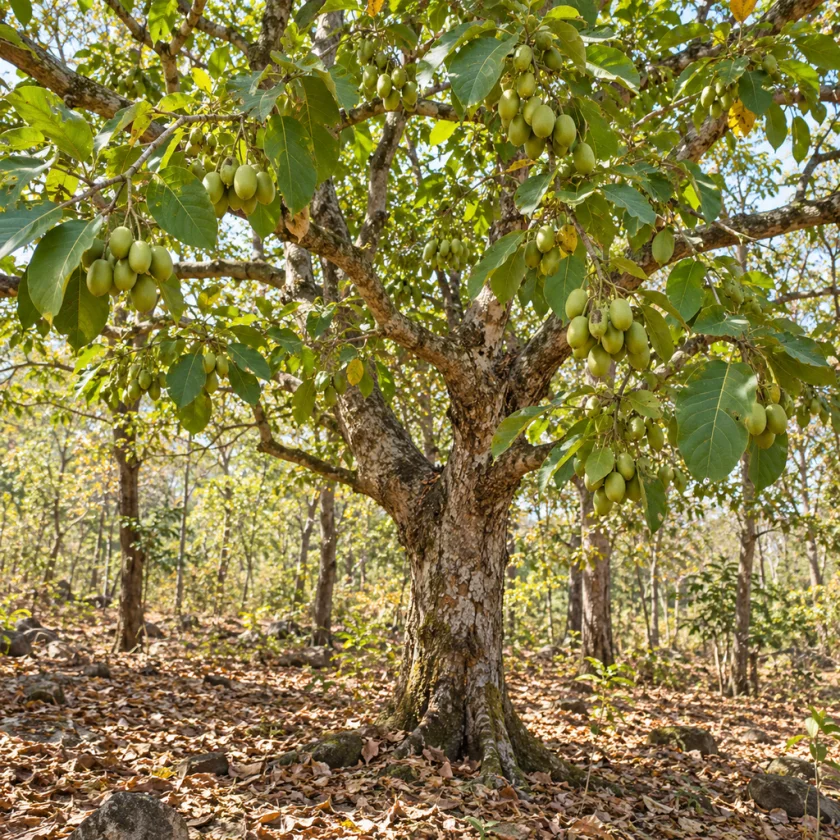 Haritaki, Terminalia chebula, with fruit