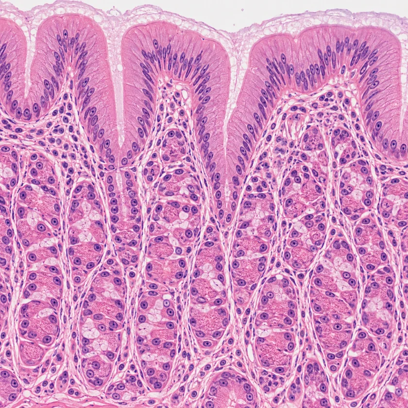 Stomach lining, where aspirin and salicylates act