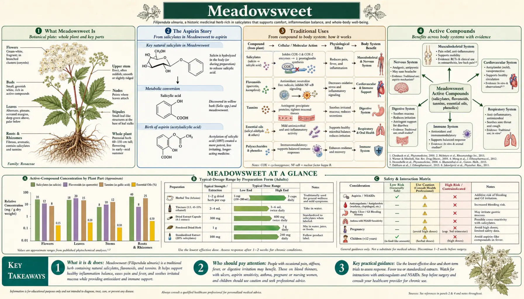 Meadowsweet — scientific infographic poster