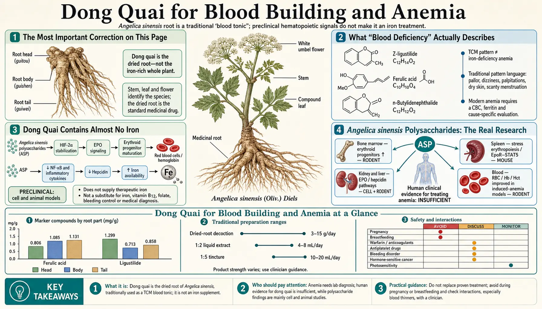 Blood Building and Anemia — scientific infographic poster