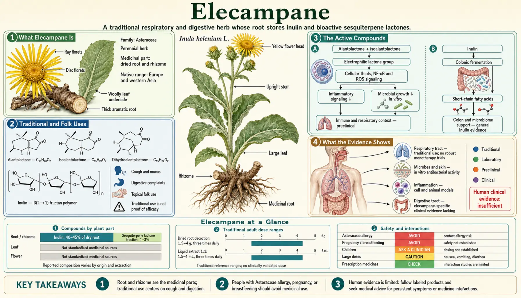 Elecampane — scientific infographic poster