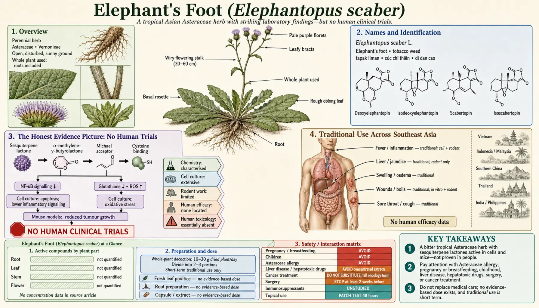 Elephantopus — scientific infographic poster