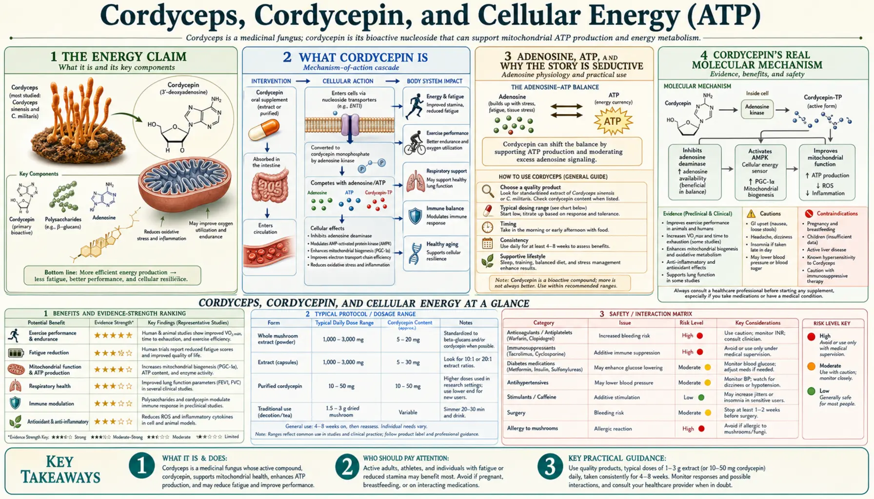 Energy and adenosine triphosphate — scientific infographic poster