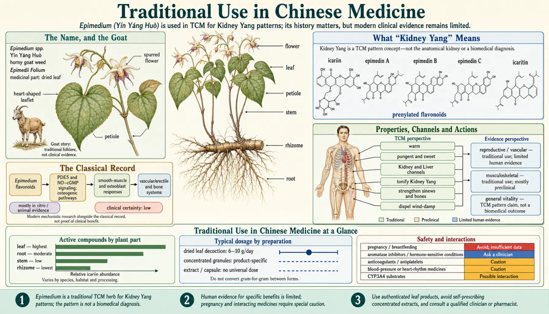 Traditional Use in Chinese Medicine — scientific infographic poster