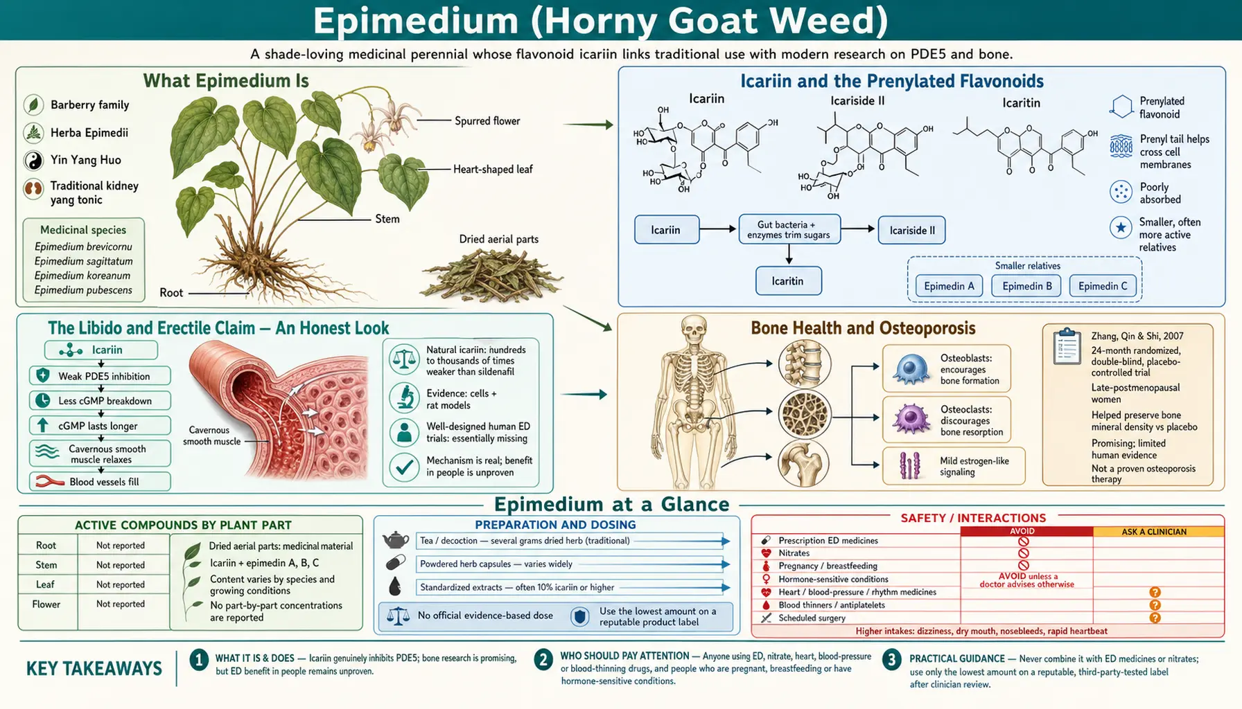 Epimedium — scientific infographic poster