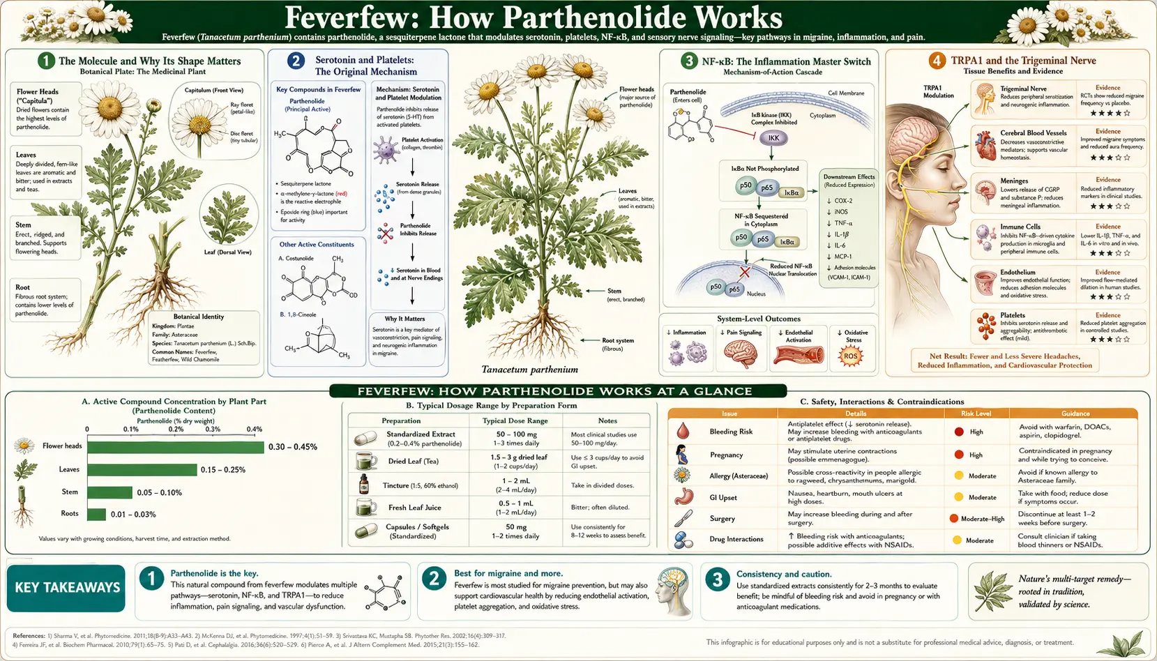 How Parthenolide Works — scientific infographic poster