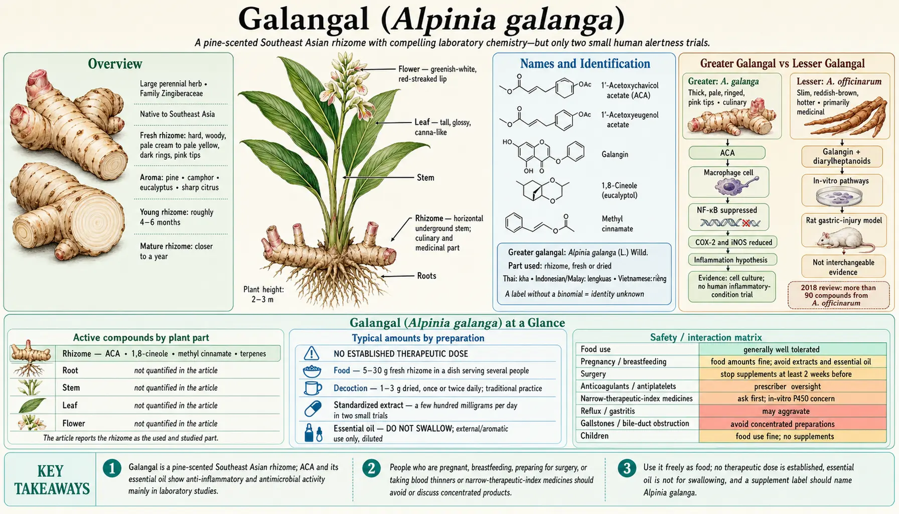 Galangal — scientific infographic poster