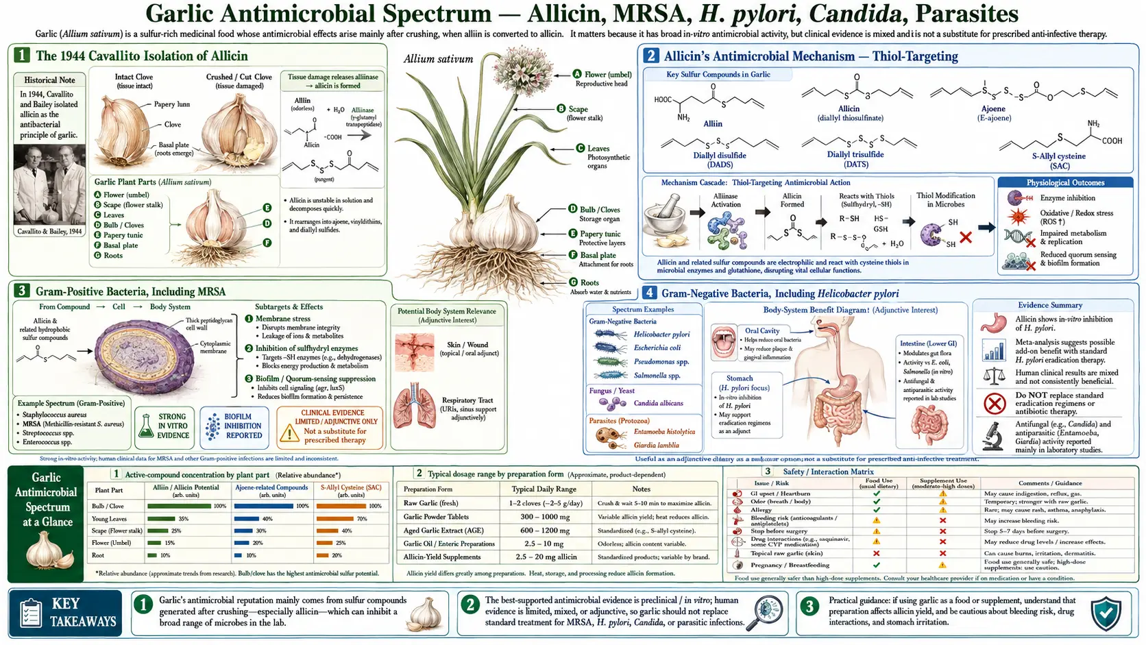 Antimicrobial Spectrum — scientific infographic poster