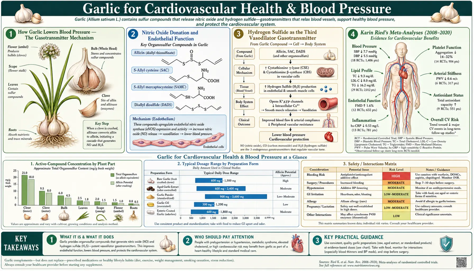 Cardiovascular and Blood Pressure — scientific infographic poster