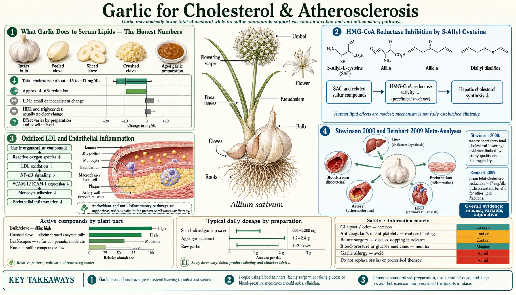 Cholesterol and Atherosclerosis — scientific infographic poster