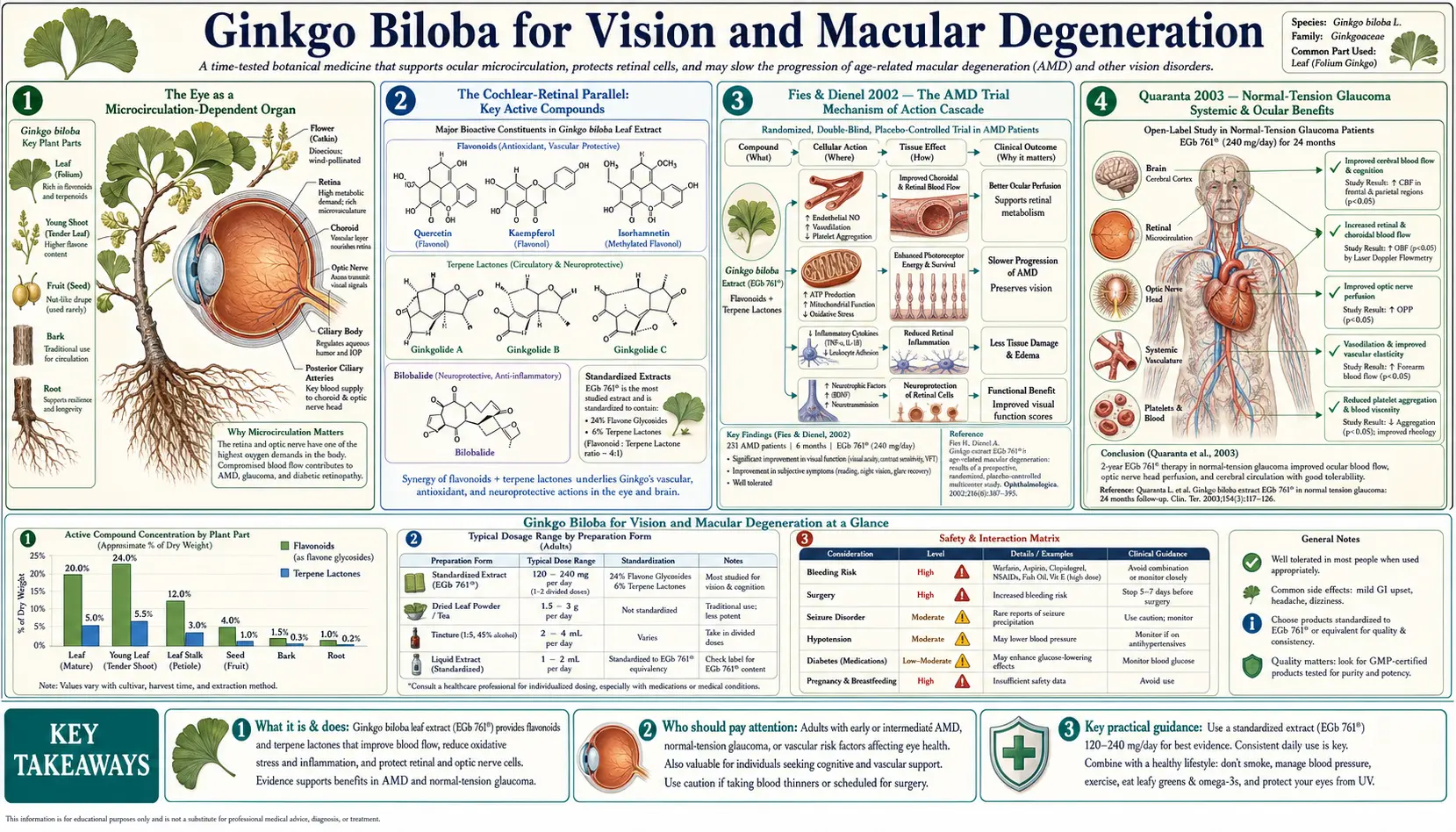 Vision and Macular Degeneration — scientific infographic poster