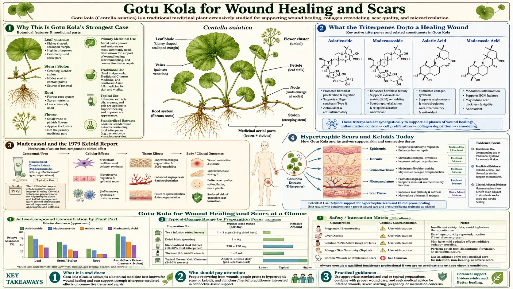 Wound Healing and Scars — scientific infographic poster