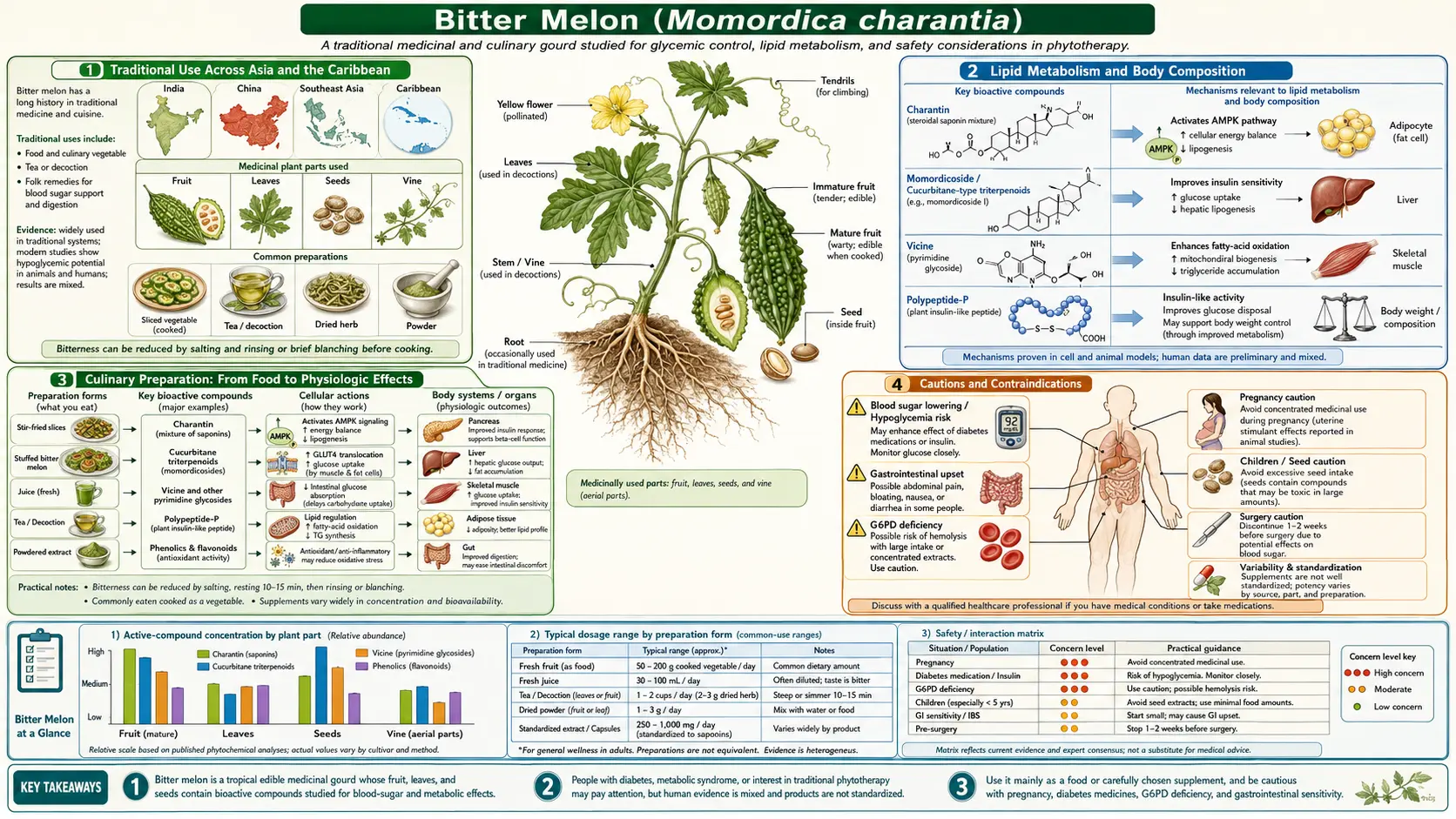 Bitter Melon — scientific infographic poster
