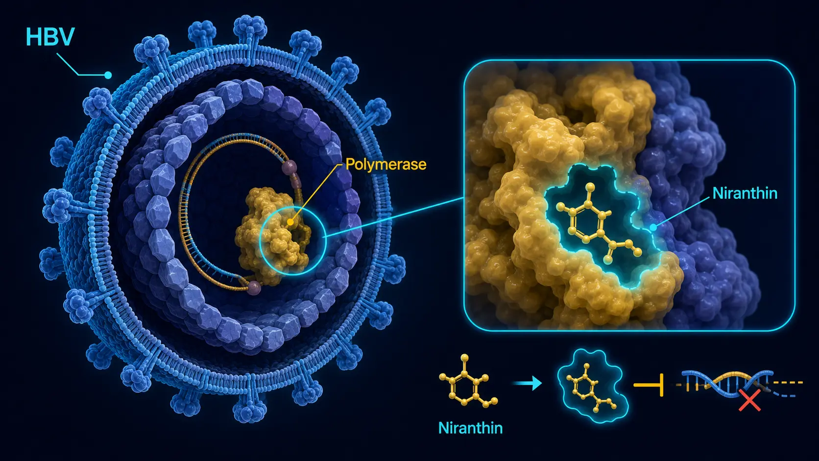 Hepatitis B polymerase inhibition by niranthin compound