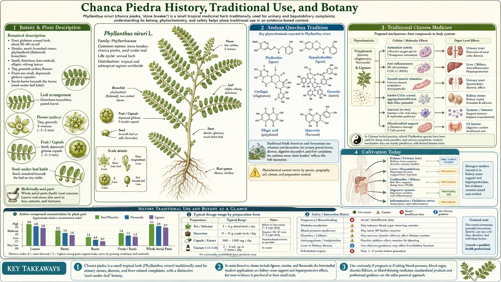 History Traditional Use and Botany — scientific infographic poster