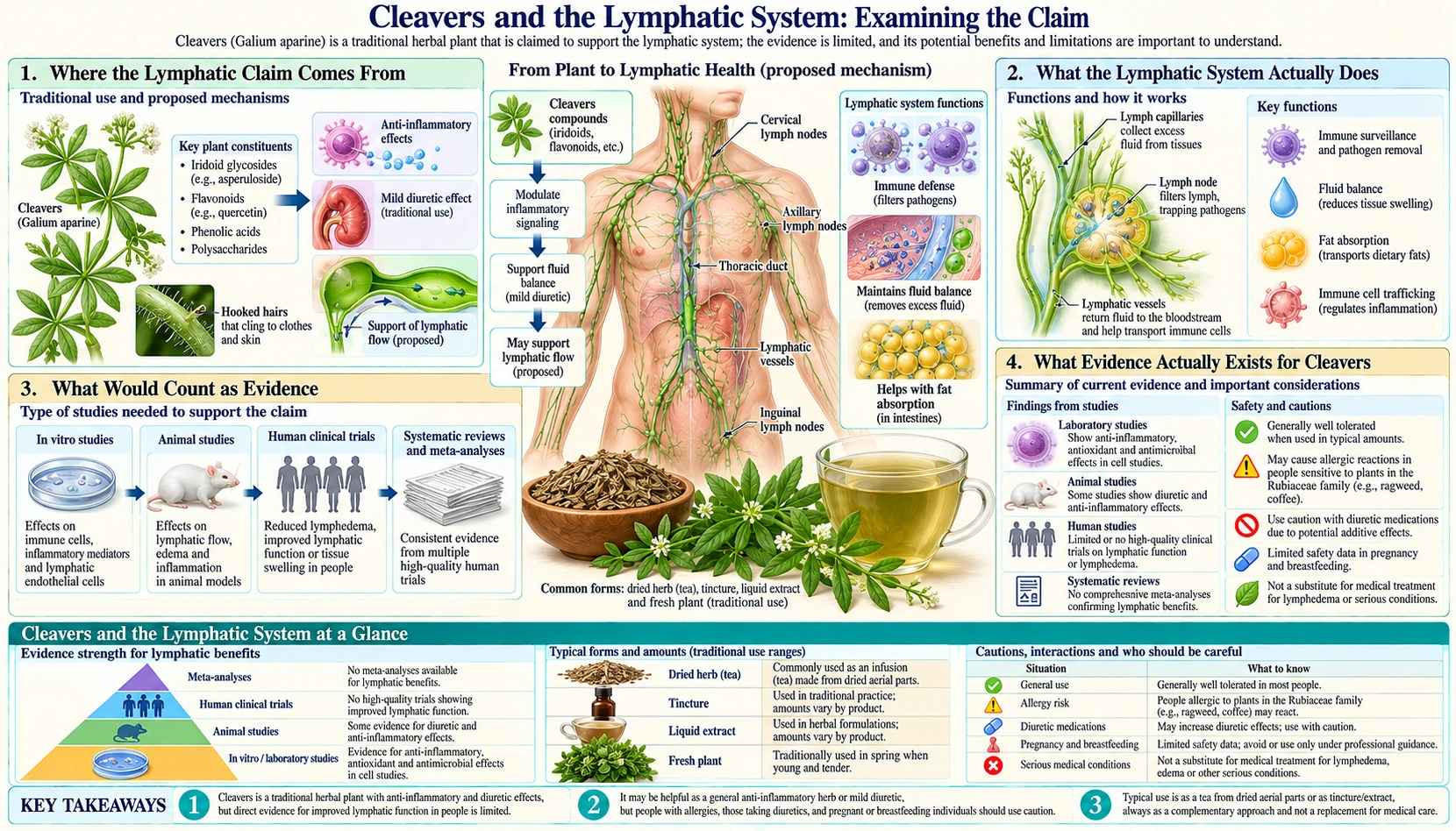 Lymphatic Claims Examined — scientific infographic poster
