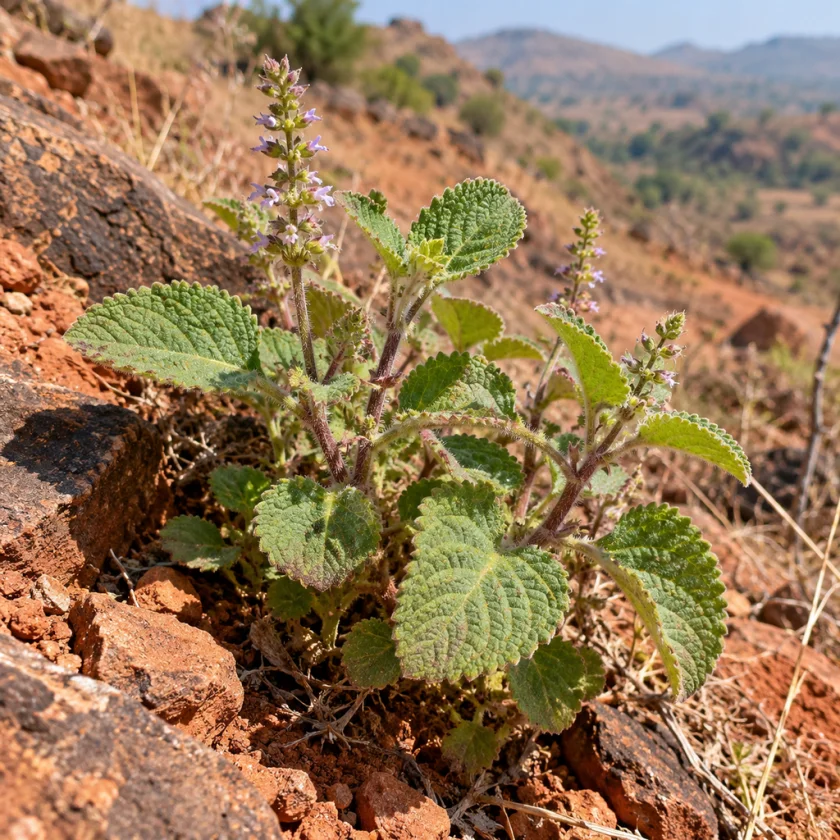 Coleus forskohlii in its native hills