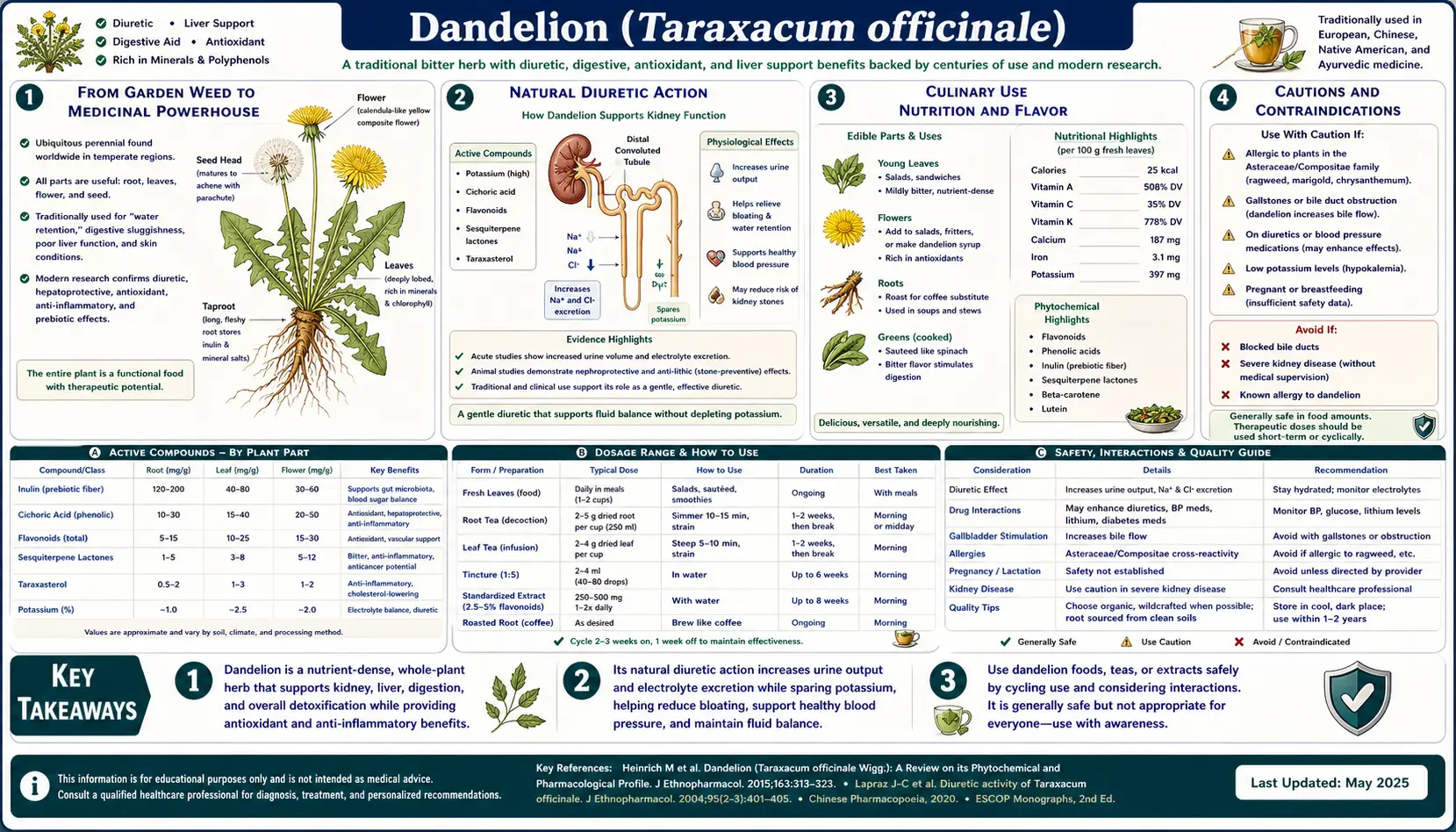 Dandelion — scientific infographic poster