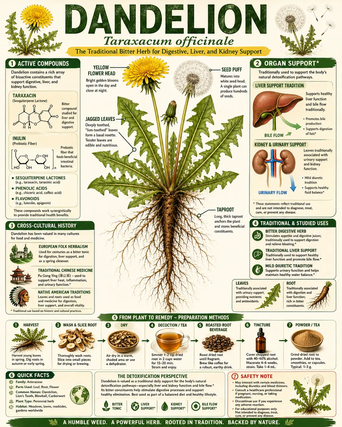 Dandelion (Taraxacum officinale)