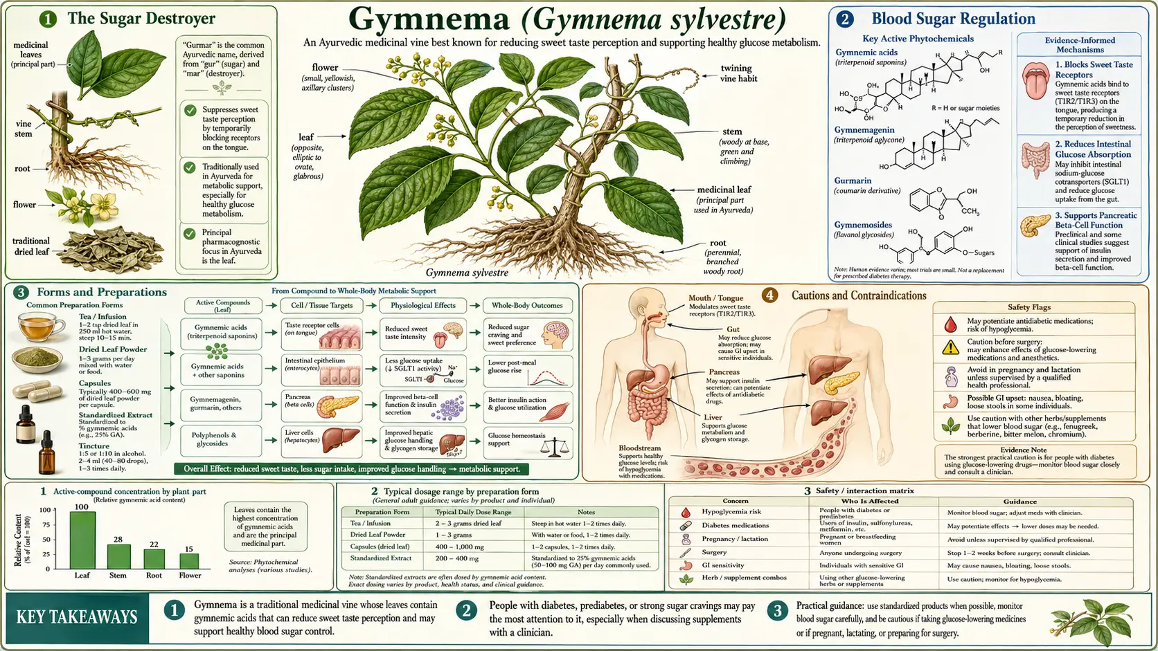 Gymnema — scientific infographic poster
