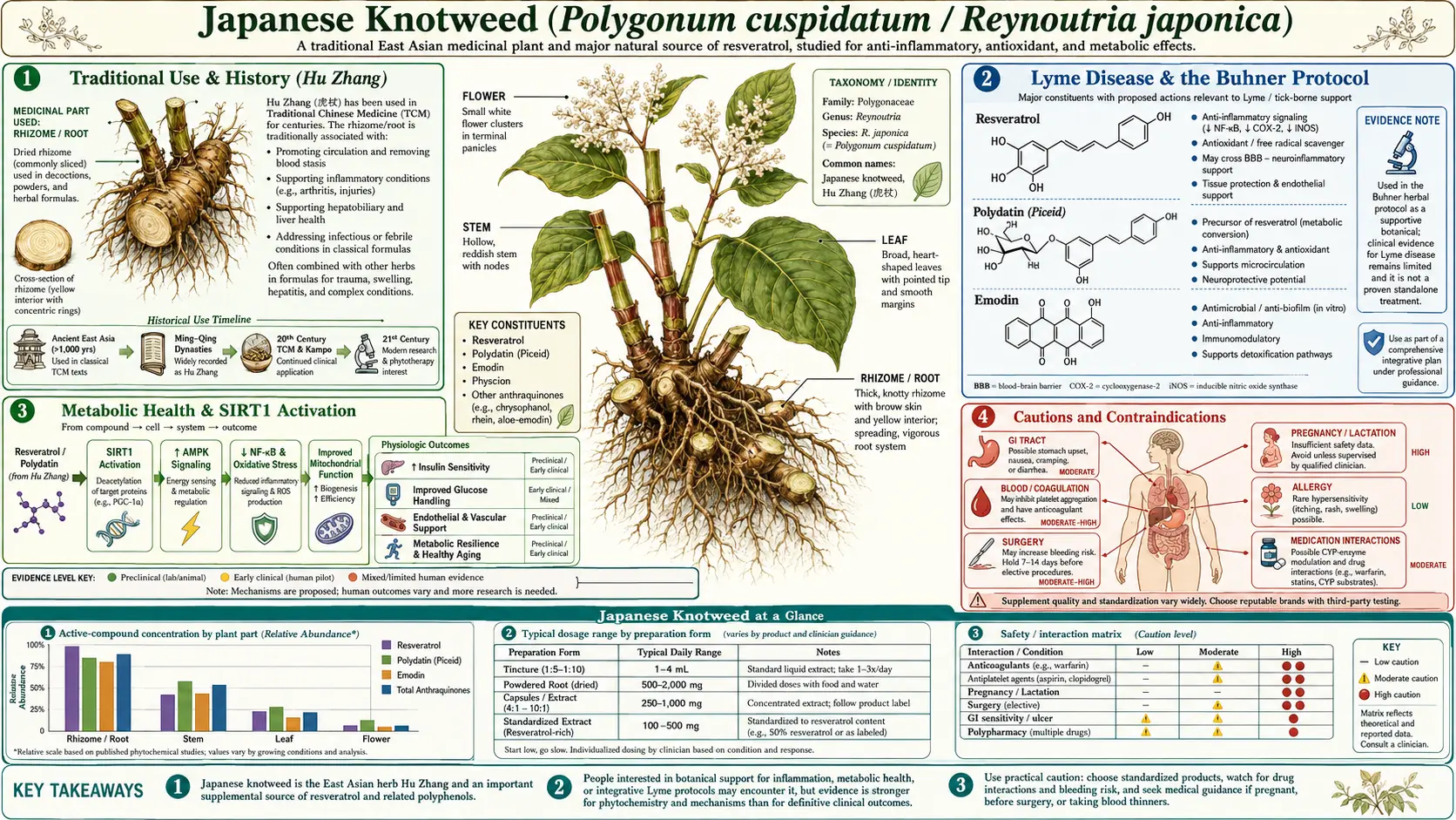 Japanese Knotweed — scientific infographic poster