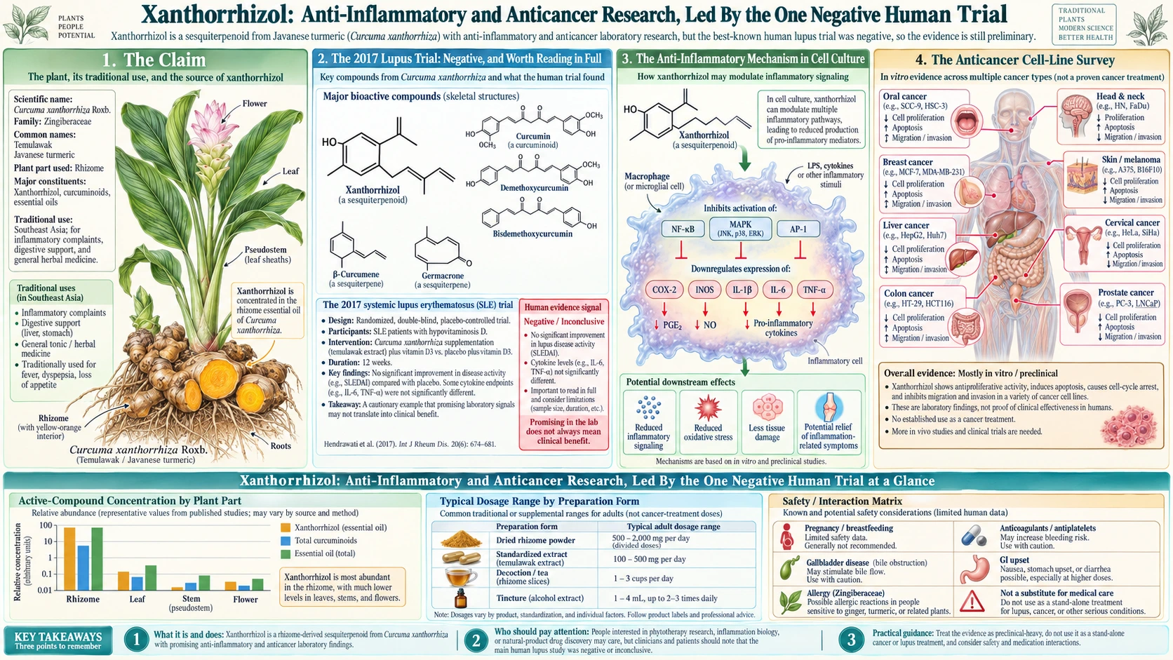Xanthorrhizol Anti Inflammatory and Anticancer Research — scientific infographic poster