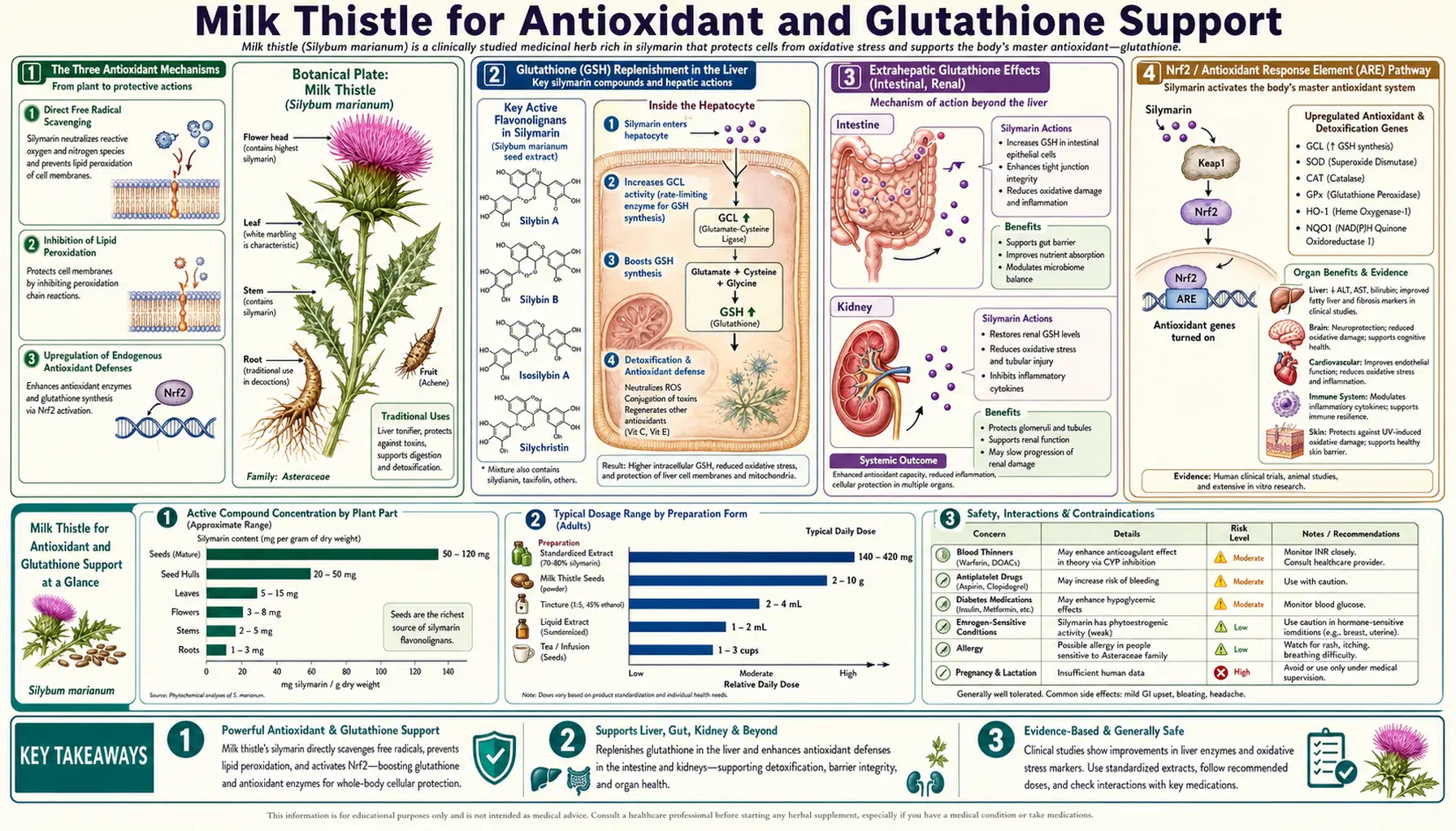 Antioxidant and Glutathione — scientific infographic poster