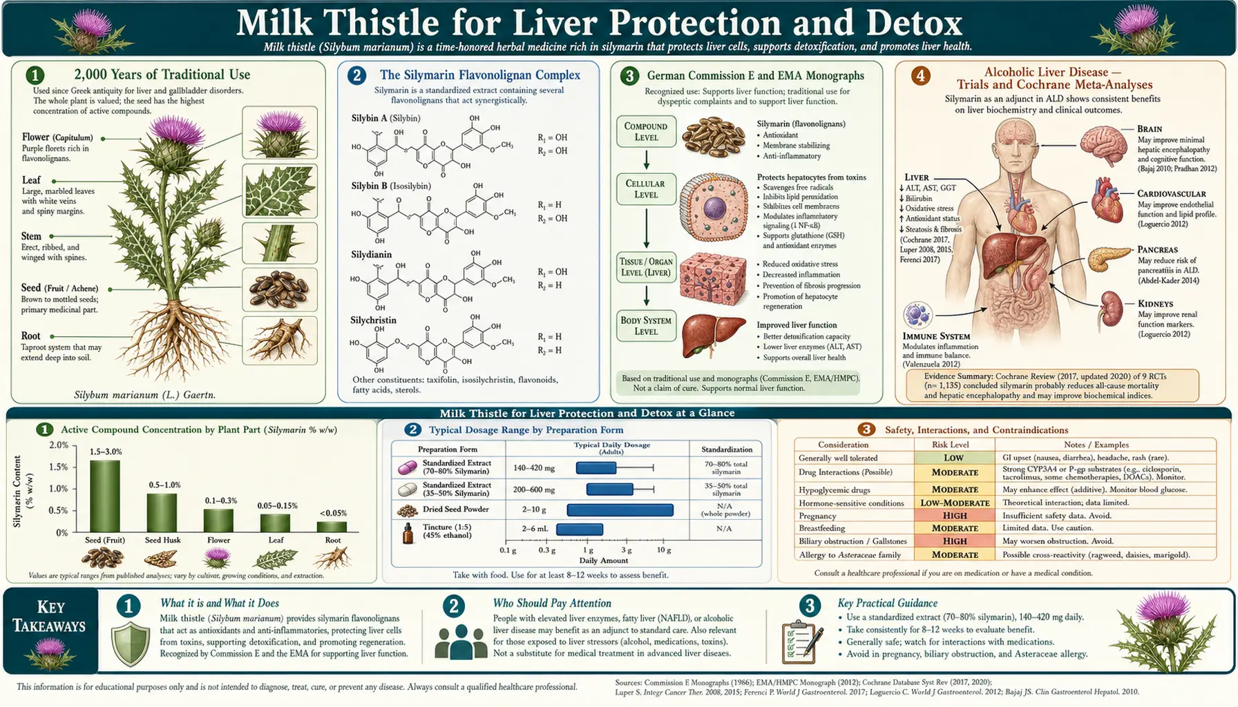 Liver Protection and Detox — scientific infographic poster