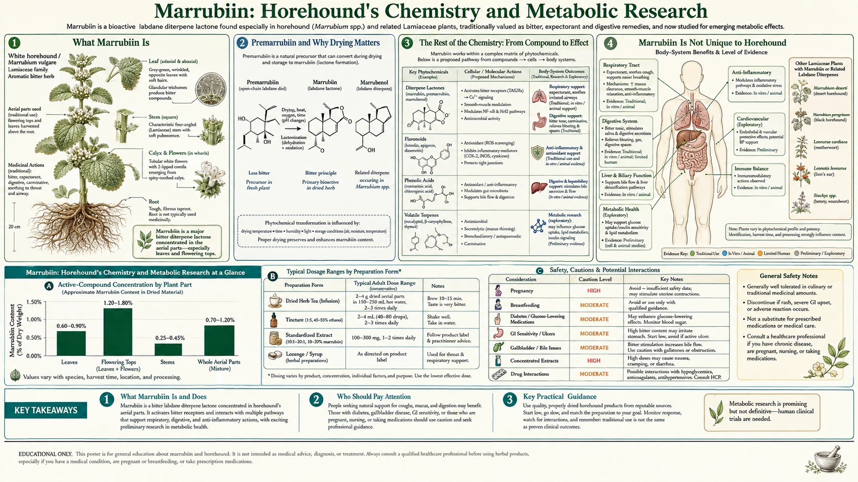 Marrubiin and Metabolic Research — scientific infographic poster