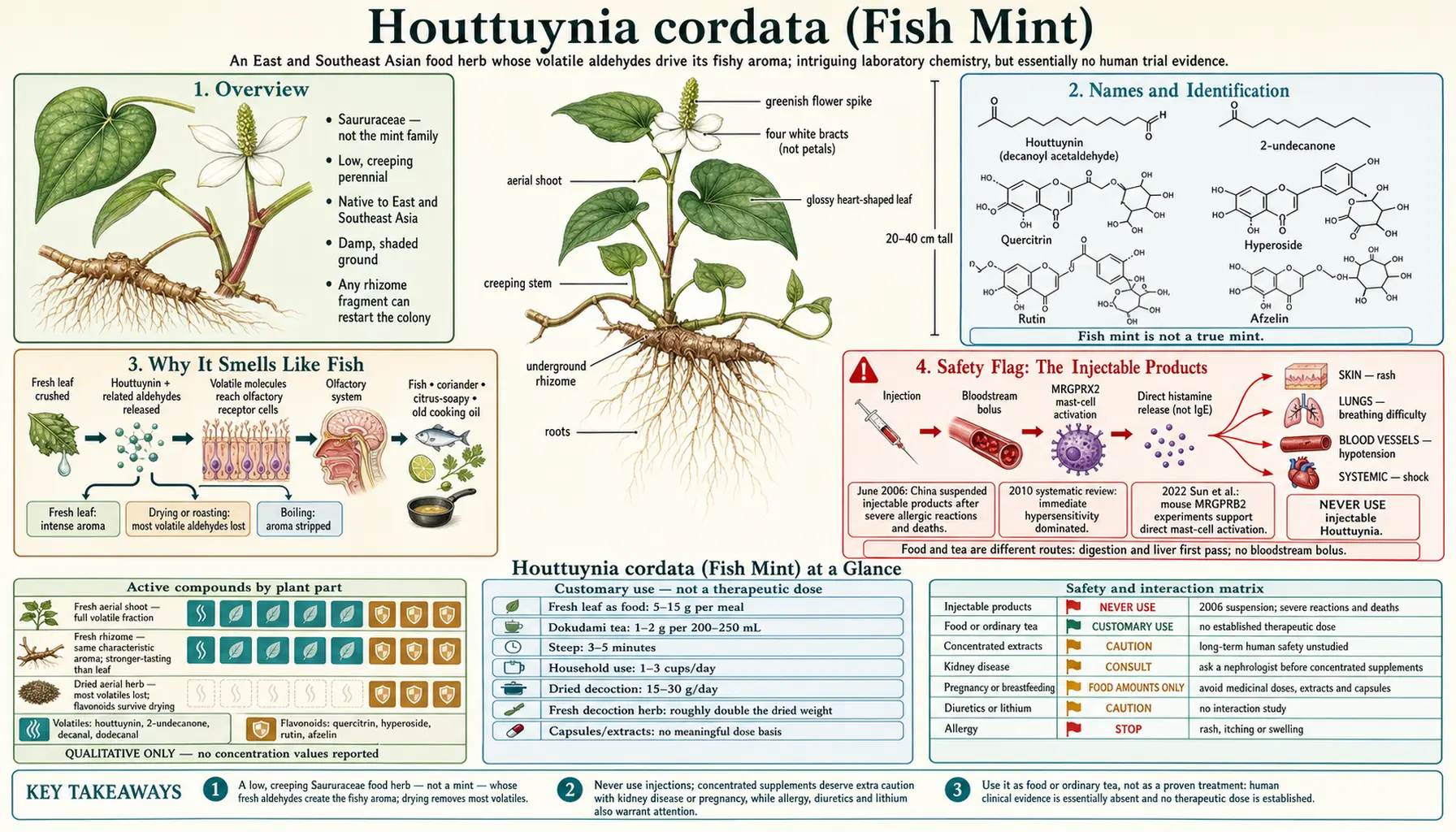 Houttuynia — scientific infographic poster