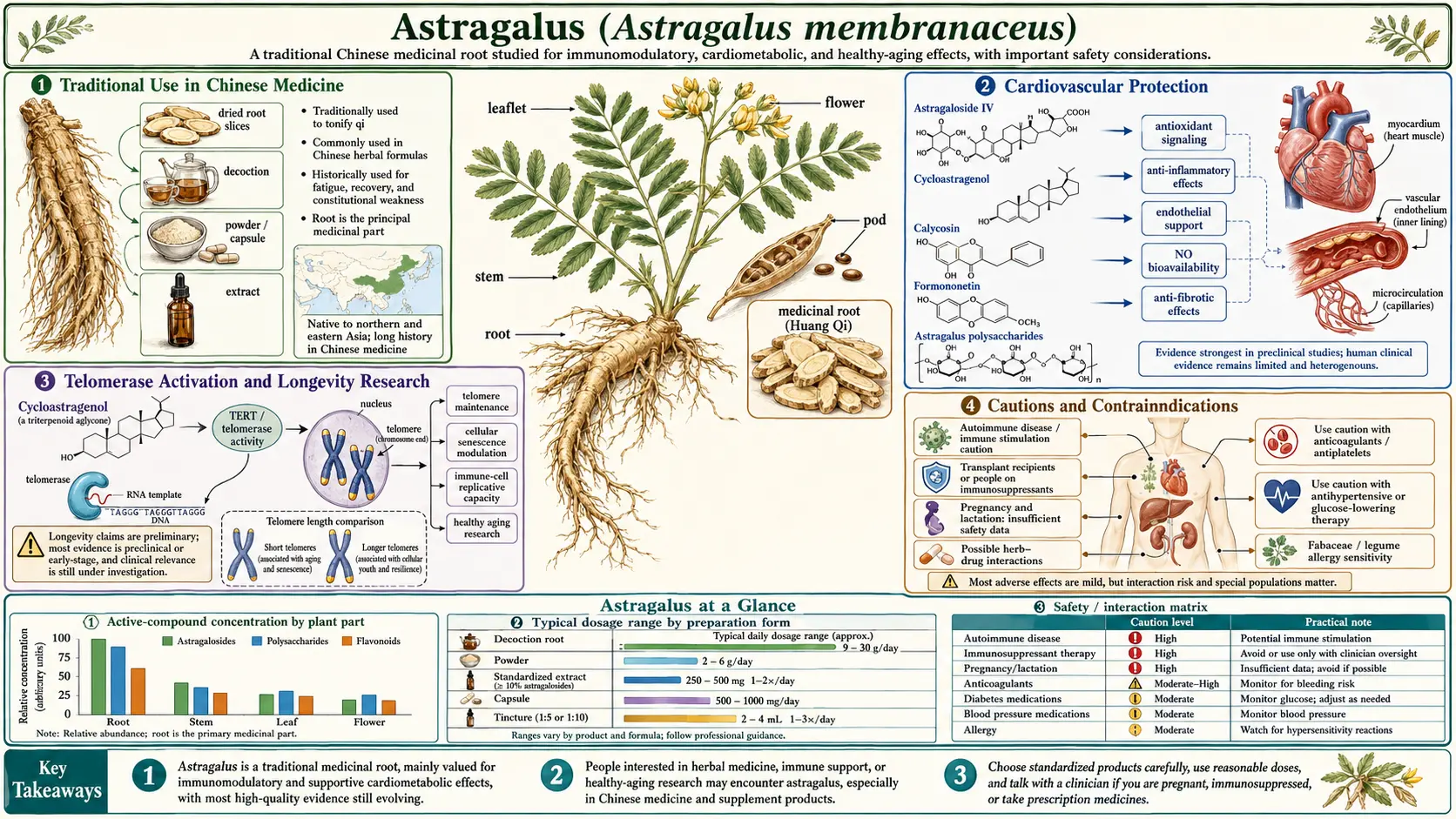 Astragalus — scientific infographic poster