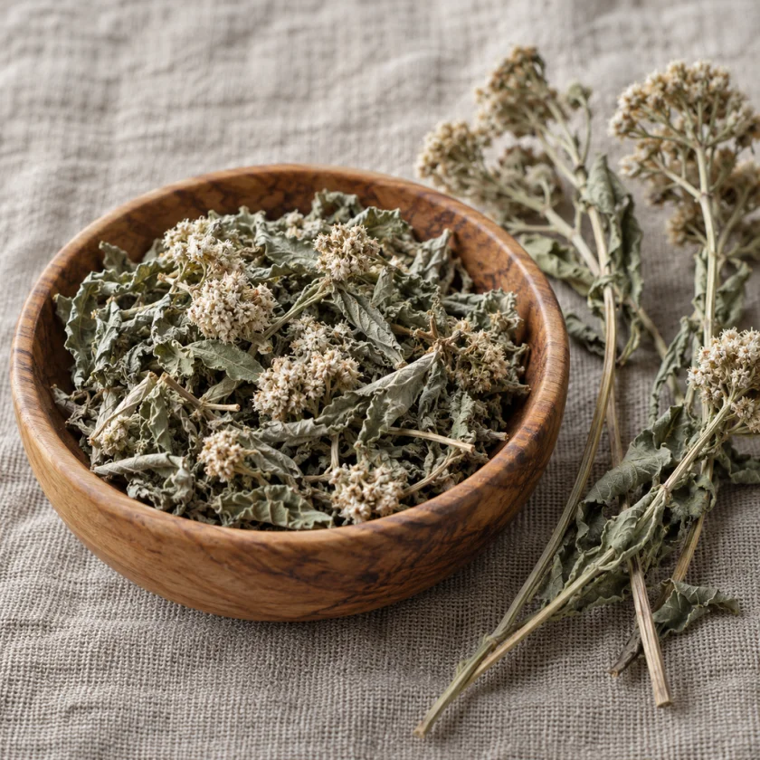 Dried boneset leaves and flowers, the form used for tea