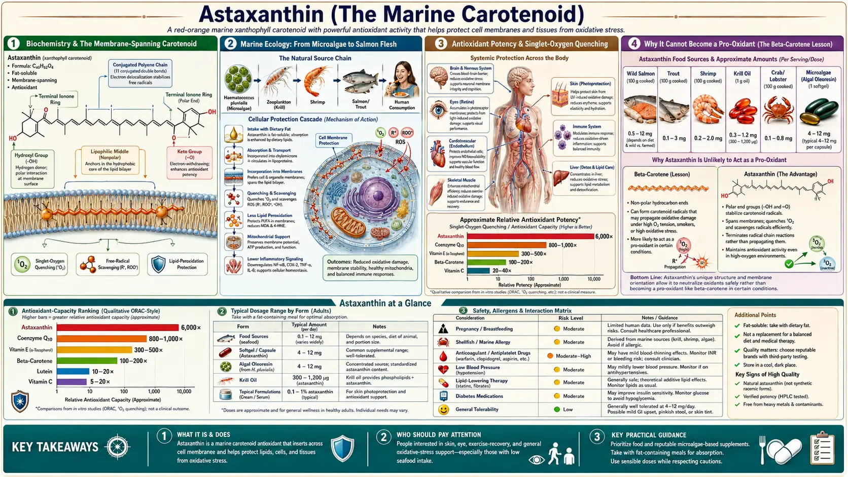 Immune Modulation — scientific infographic poster