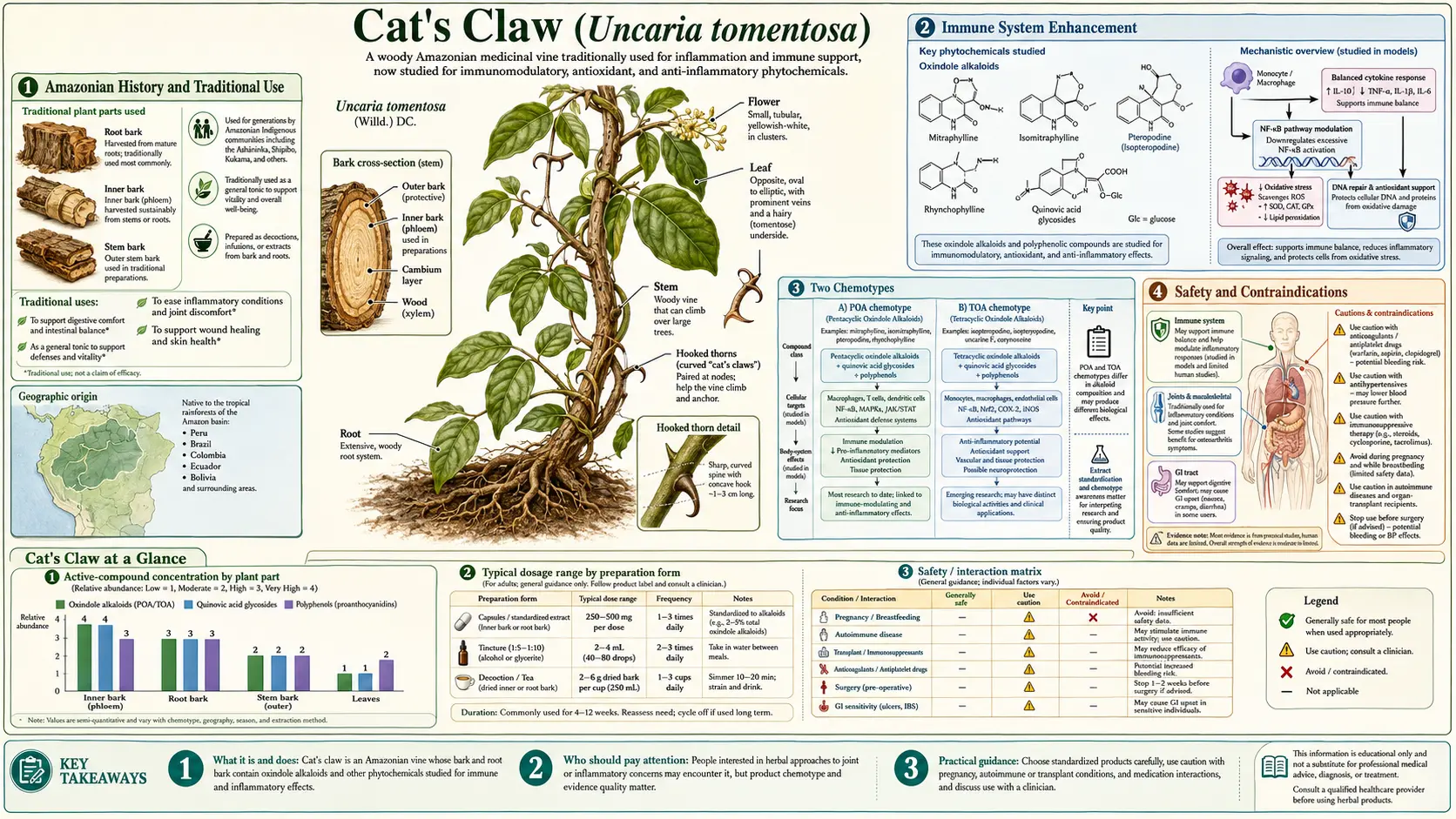 Cats Claw — scientific infographic poster