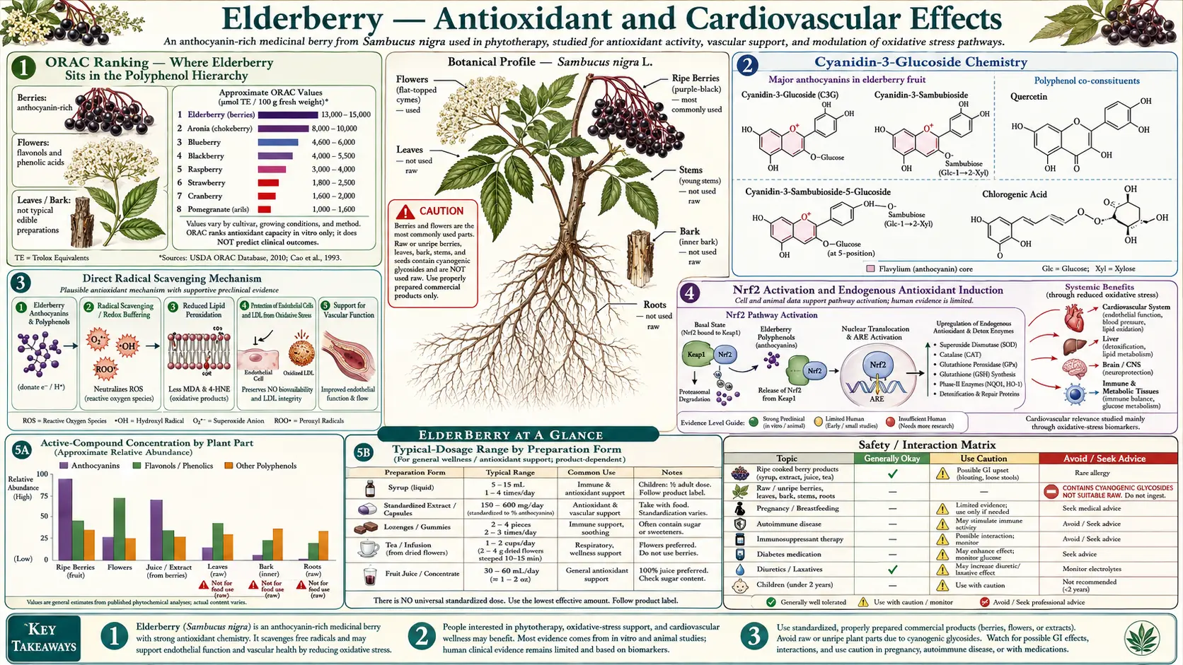 Antioxidant and Cardiovascular — scientific infographic poster