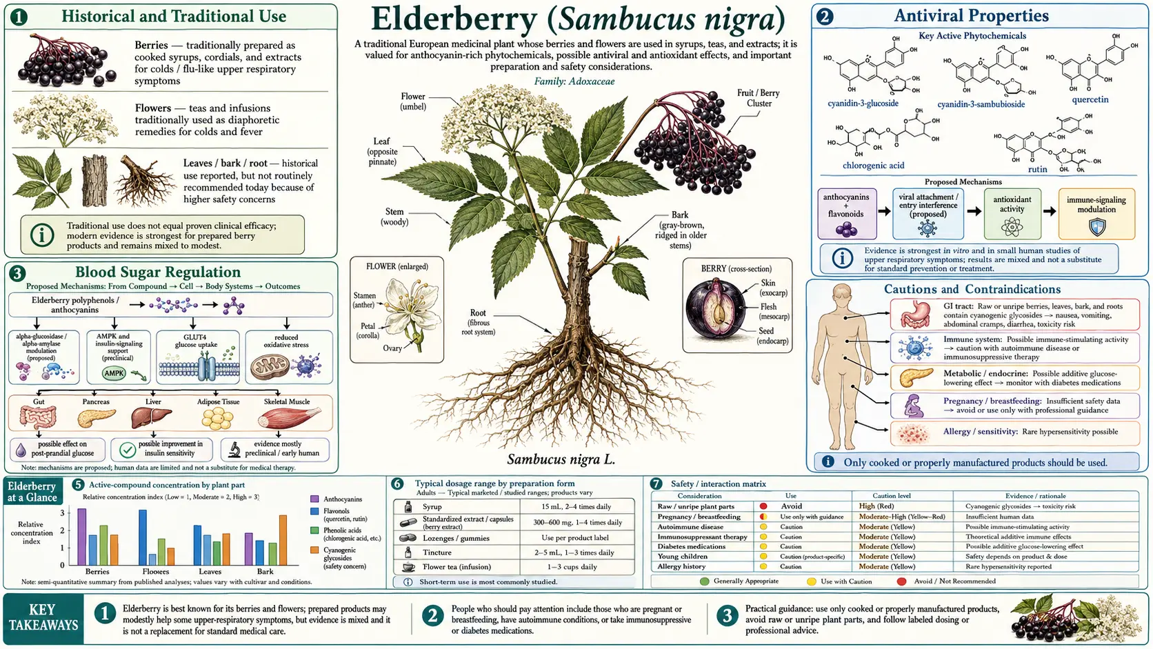 Elderberry — scientific infographic poster