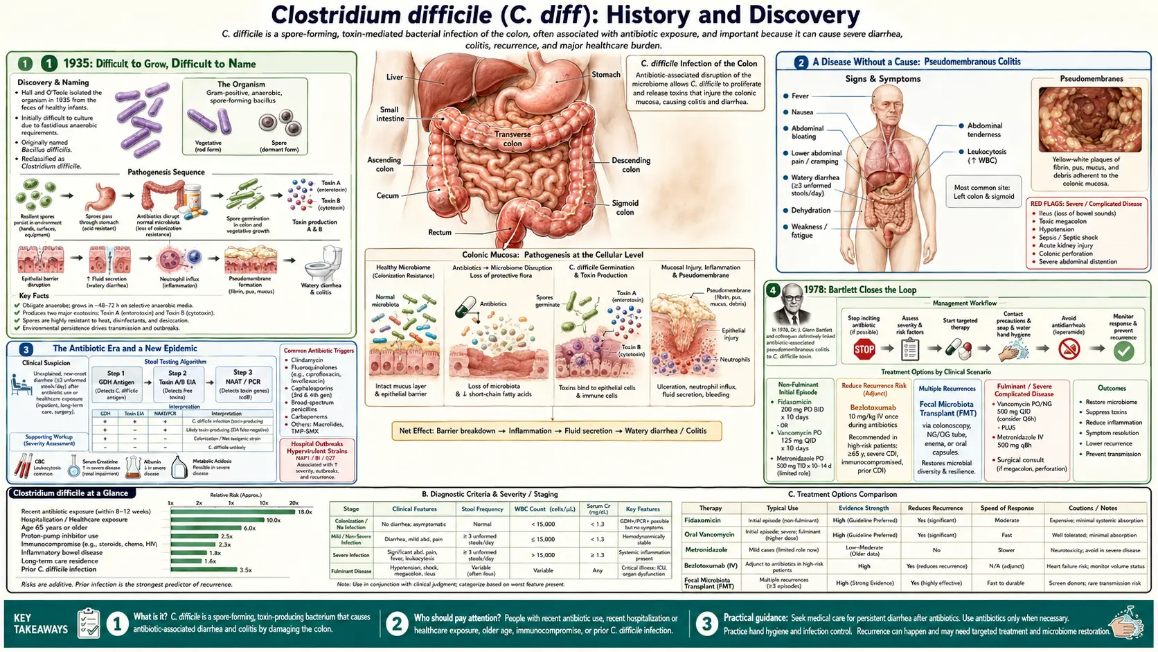 Adrenal Support and Cortisol — scientific infographic poster