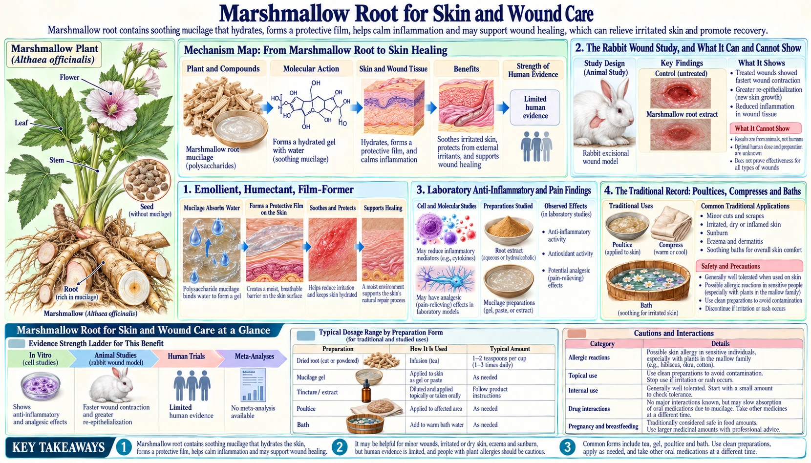Skin and Wound Care — scientific infographic poster