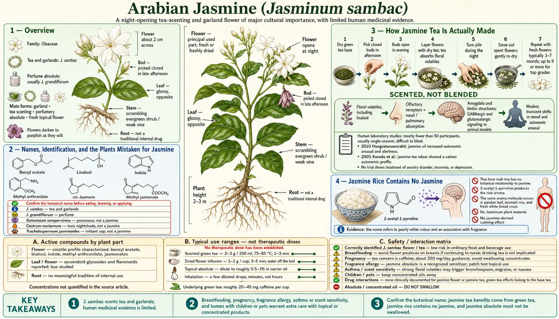 Jasmine — scientific infographic poster