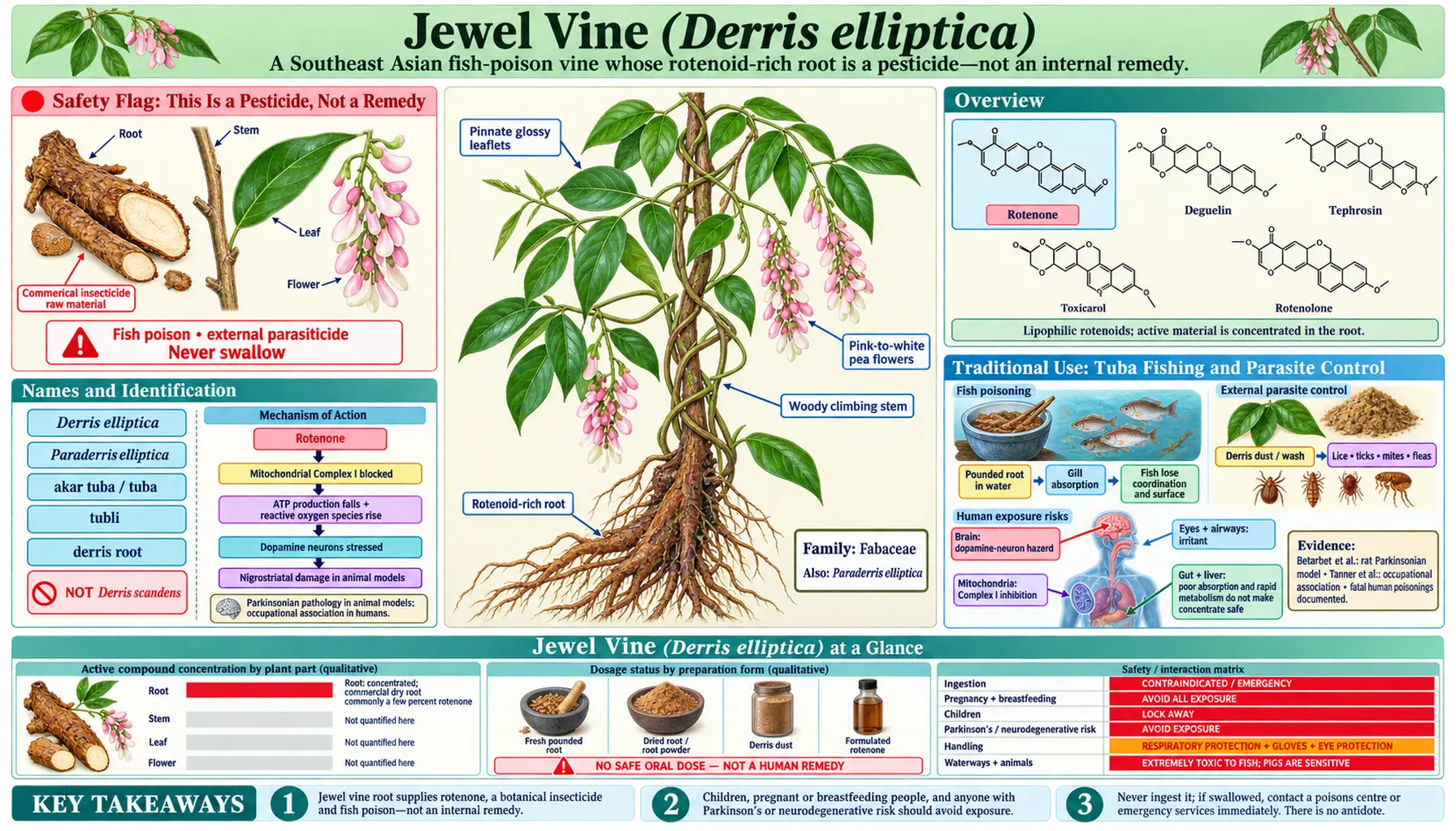 Jewel Vine — scientific infographic poster