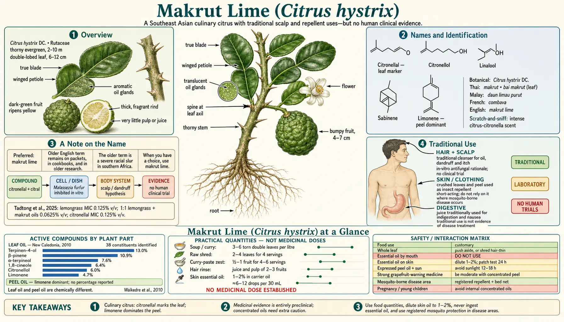 Kaffir Lime — scientific infographic poster