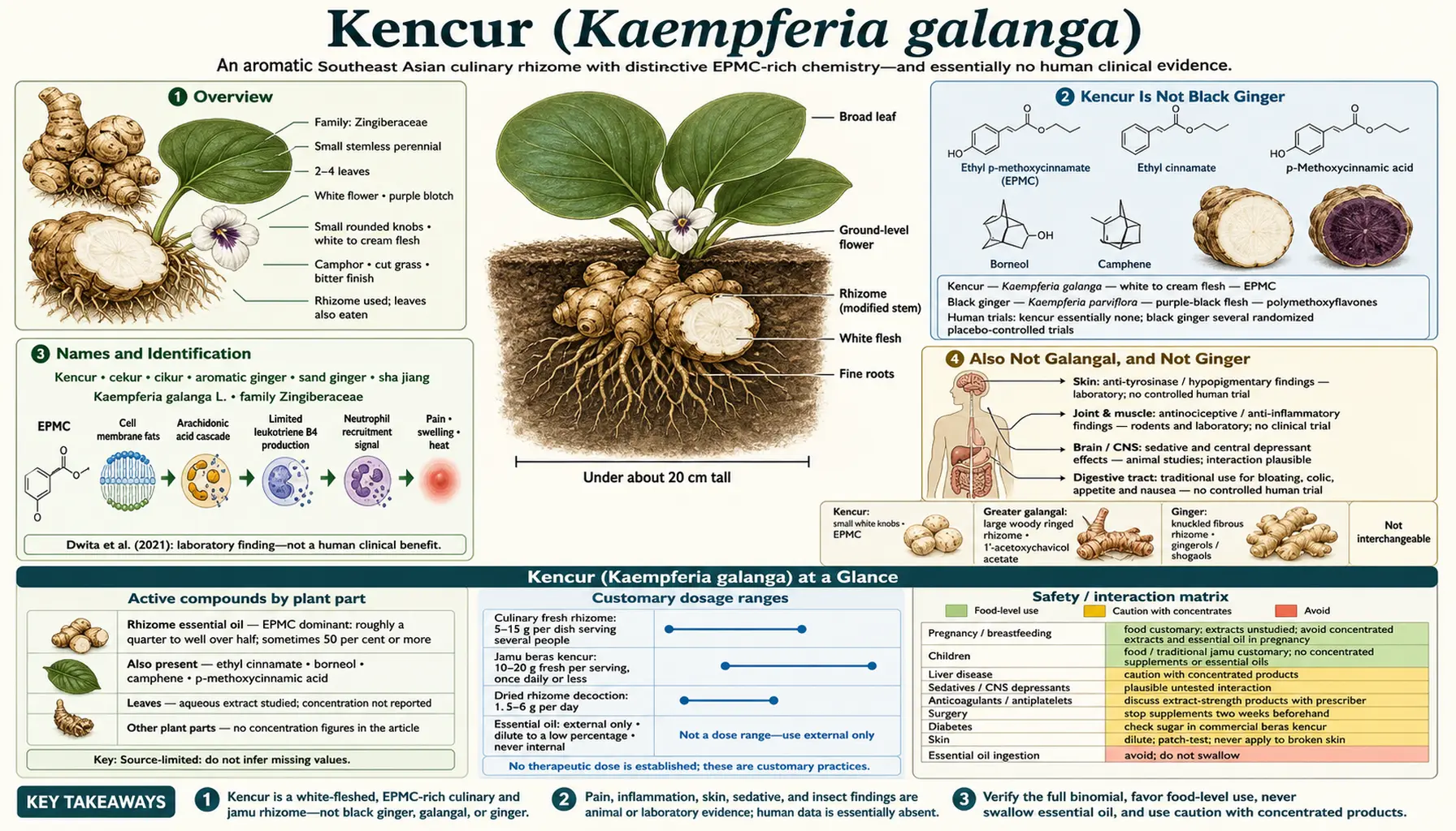 Kencur — scientific infographic poster